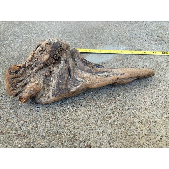 Ohio River Driftwood 10"x5"x3" (Hip Bone Shape) - Picture 2 of 3
